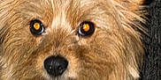 Zsa Zsa is registered to the contest to win money with this photo: dog, animal, pet, fur, close_up, brown_fur, small_dog, ears, eyes, nose, indoor, cute, portrait, face, canine, whiskers, fluffy, looking, companion, domestic_animal