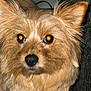 dog, animal, pet, fur, close_up, brown_fur, small_dog, ears, eyes, nose, indoor, cute, portrait, face, canine, whiskers, fluffy, looking, companion, domestic_animal