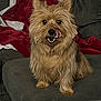 Zsa Zsa joined the competition — help win amazing prizes! dog, small_dog, fluffy, licking_nose, couch, blanket, indoor, pet, cute, fur, animal, companion, sitting, tongue_out, cozy, home, living_room, domestic_animal, brown_fur, friendly