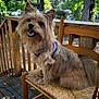 Zsa Zsa joined the competition — help win amazing prizes! dog, pet, outdoor, deck, wooden_chair, harness, happy, smiling, fur, canine, nature, trees, sunlight, leaf, wood, sitting, animal, daylight, portrait, domestic_animal