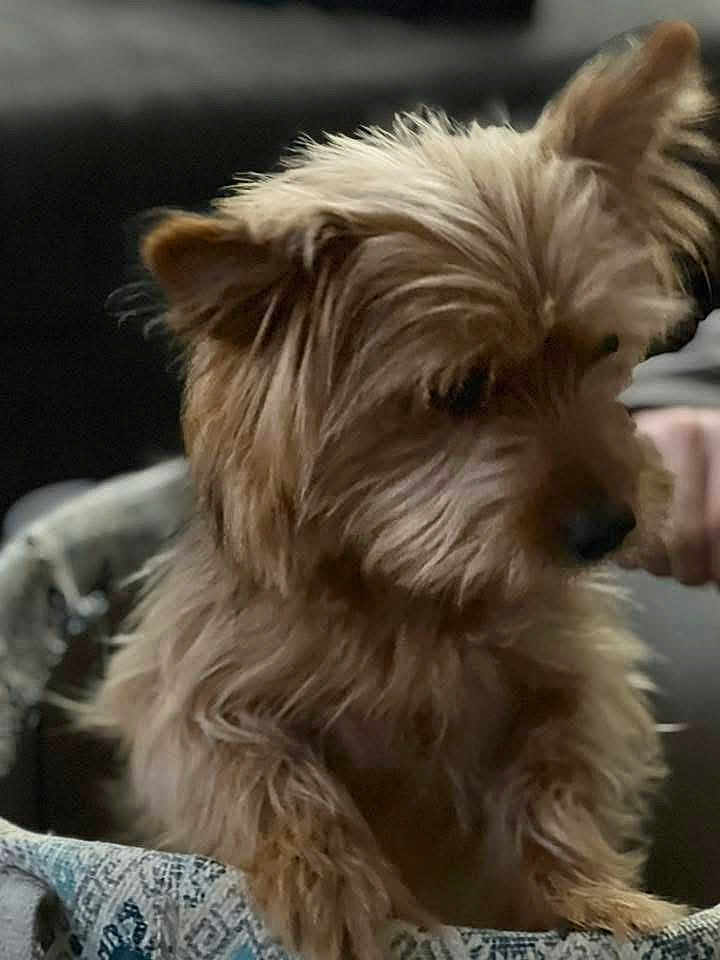 Zsa Zsa