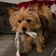 Zsa Zsa is registered to the contest to win money with this photo: dog, small_dog, fluffy, indoor, couch, blanket, cloth, pet, animal, fur, curious, brown_dog, living_room, carpet, cute, companion, playful, domestic_animal, household, toy