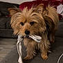 dog, small_dog, fluffy, indoor, couch, blanket, cloth, pet, animal, fur, curious, brown_dog, living_room, carpet, cute, companion, playful, domestic_animal, household, toy