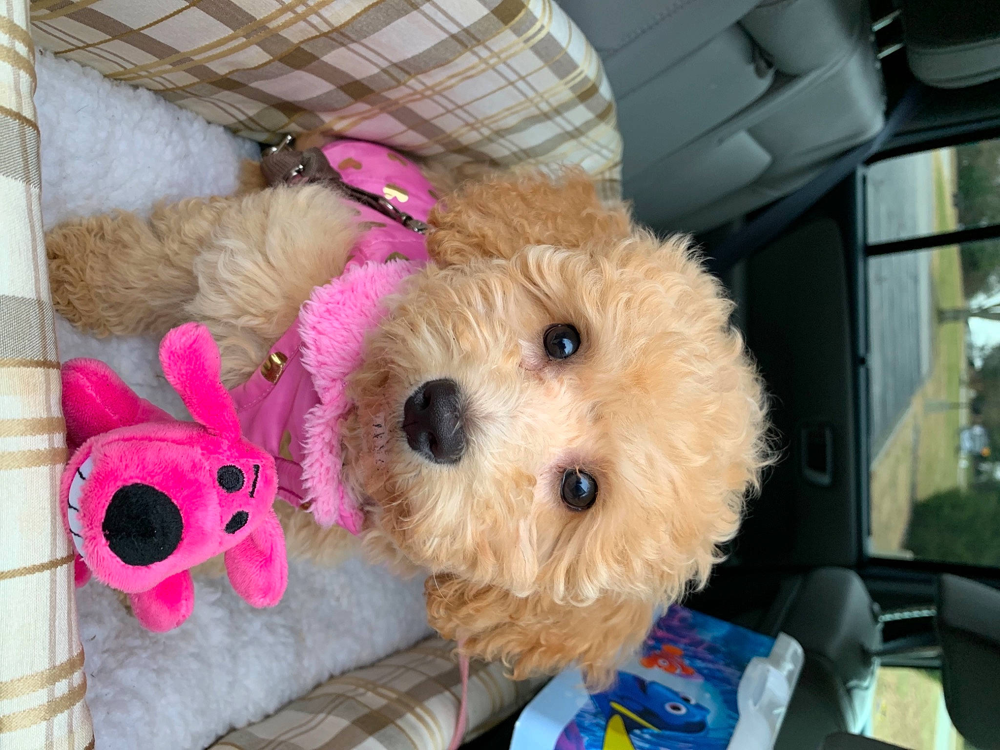 Katie joined the competition — help win amazing prizes! canidae, carnivore, companion_dog, dog, dog_breed, dog_clothes, dog_supply, fawn, fur, mammal, pet_supply, plush, snout, sporting_group, stuffed_toy, terrier, toy, toy_dog, vertebrate, working_animal