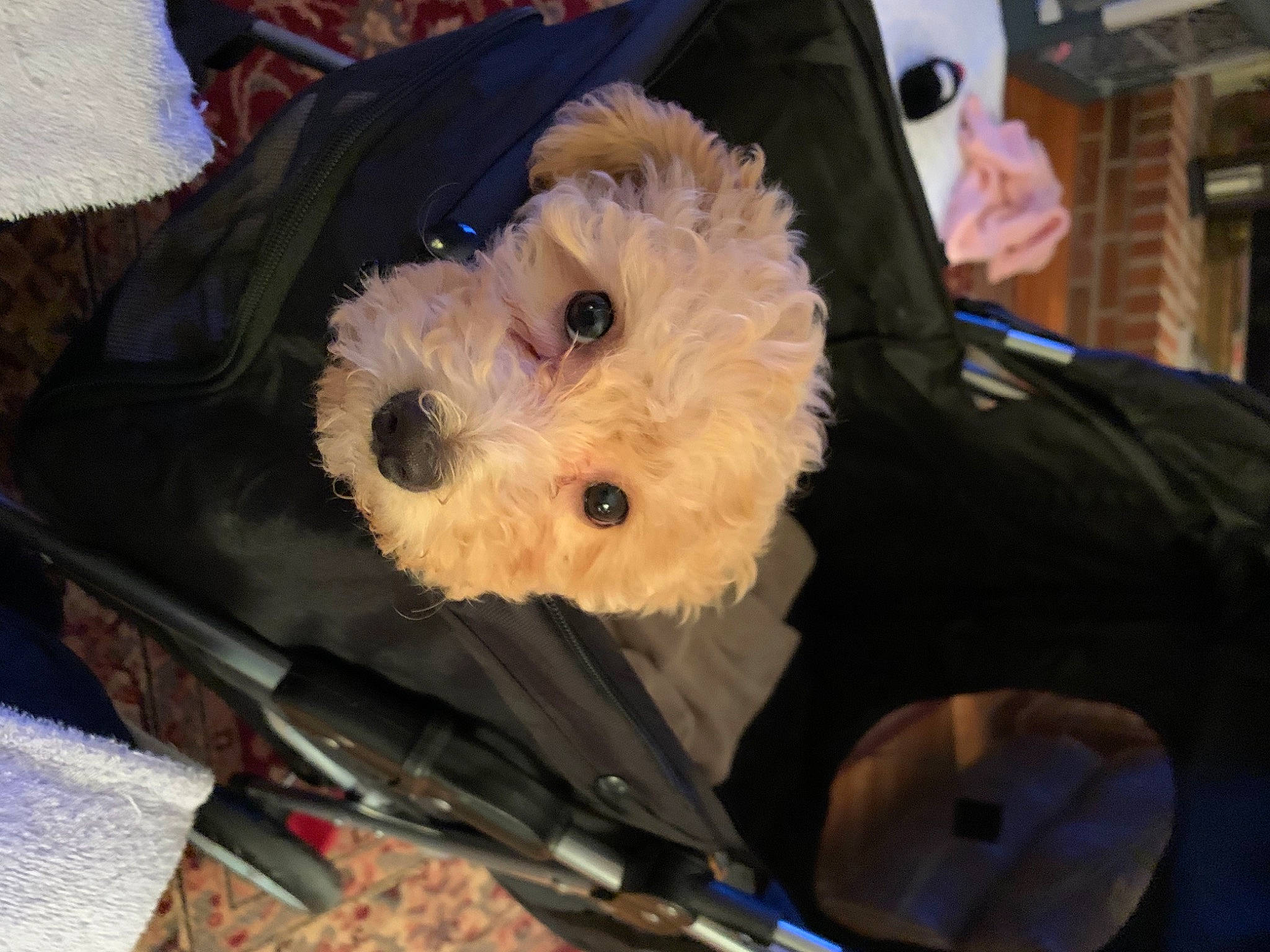 Katie is registered to the contest to win money with this photo: beard, canidae, carnivore, companion_dog, dog, dog_breed, dog_clothes, fur, laptop, maltepoo, non_sporting_group, poodle, puppy, small_terrier, snout, sporting_group, terrier, toy, toy_dog, working_animal