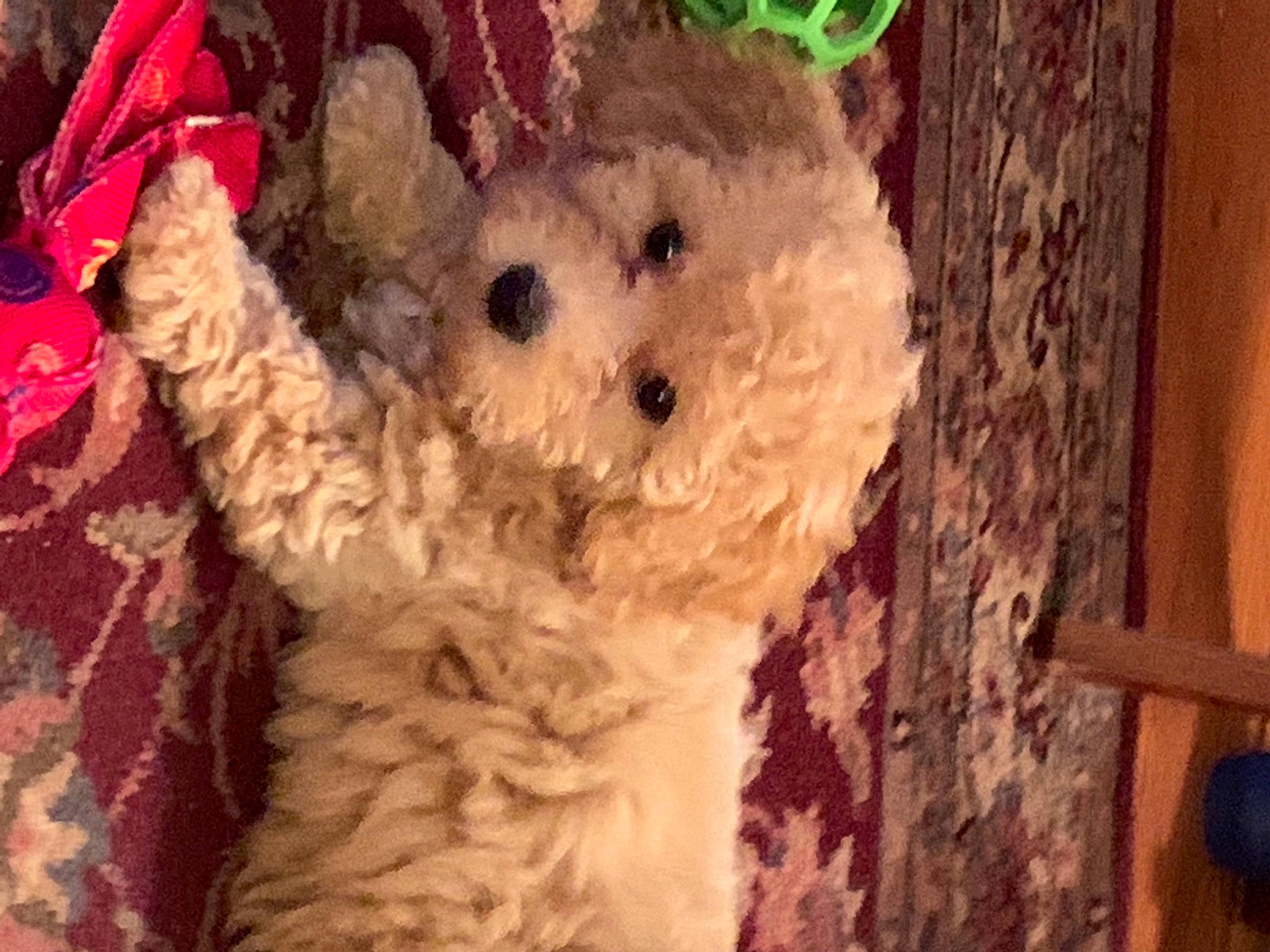 Katie joined the competition — help win amazing prizes! art, canidae, carnivore, companion_dog, creative_arts, dog_breed, eye, fawn, felidae, fur, pattern, plush, snout, sporting_group, stuffed_toy, teddy_bear, toy, wood, wool, working_animal