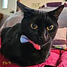 Binx joined the competition — help win amazing prizes! black_cat, cat, pet, animal, indoor, bow_tie, yellow_eyes, feline, cozy, blanket, close_up, portrait, domestic_cat, resting, cute, fur, whiskers, ears, living_room, home