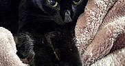 Binx is registered to the contest to win money with this photo: black_cat, cat, pet, animal, feline, yellow_eyes, soft_blanket, plush, cozy, relaxed, stretching, whiskers, indoor, closeup, cute, fur, sleepy, resting, domestic_cat, companion