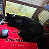 Binx is registered to the contest to win money with this photo: cat, black_cat, mouse, mouse_pad, computer, window, rain, indoor, pet, animal, feline, resting, sleeping, red, logo, sports_team, Tampa_Buccaneers, technology, desk, cozy