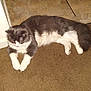Oscar Williams joined the competition — help win amazing prizes! cat, gray_cat, white_cat, fluffy_fur, carpet, indoor, pet, animal, relaxed, lying_down, floor, corner, domestic_cat, mammal, whiskers, paws, tail, quiet, resting, house