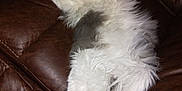 Oscar Williams joined the competition — help win amazing prizes! cat, fluffy, sleeping, relaxed, couch, leather, indoor, pet, white, gray, long_hair, fur, paw, animal, cozy, resting, domestic, feline, home, comfort