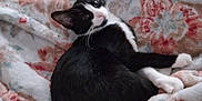 Keke Marie joined the competition — help win amazing prizes! cat, black_and_white, animal, pet, feline, blanket, floral_pattern, cozy, indoor, resting, fur, whiskers, cute, relaxed, sleepy, soft, comfort, domestic, laying, looking