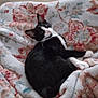 cat, black_and_white, animal, pet, feline, blanket, floral_pattern, cozy, indoor, resting, fur, whiskers, cute, relaxed, sleepy, soft, comfort, domestic, laying, looking