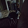 cat, black_and_white_cat, couch, indoor, furniture, wood_floor, living_room, pet, animal, dark, shadow, blurred_background, home, domestic_cat, resting, curious, cozy, apartment, relaxed, quiet
