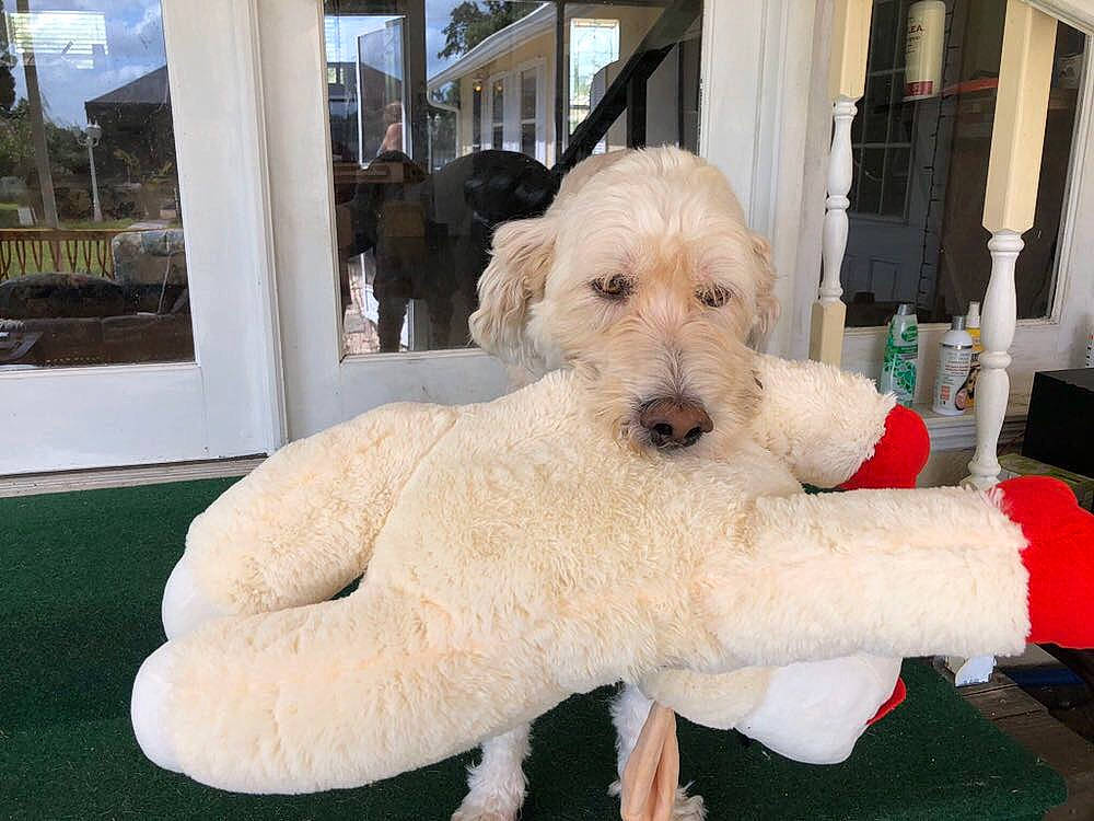 Chester joined the competition — help win amazing prizes! canidae, carnivore, cockapoo, companion_dog, dog, dog_breed, goldendoodle, labradoodle, mammal, non_sporting_group, poodle, poodle_crossbreed, puppy, rare_breed_dog, sporting_group, standard_poodle, terrier, toy_dog, toy_poodle, vertebrate