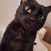 Thea participe au concours pour gagner de l'argent avec cette photo : animal, bed, black_cat, blanket, cat, close_up, curious, cute, domestic_animal, feline, fur, head_tilt, household, indoor, mammal, pet, portrait, whiskers, yellow_eyes
