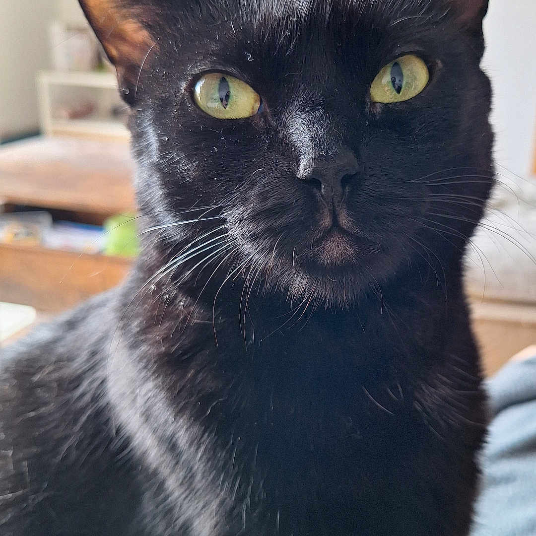 Thea participe au concours pour gagner de l'argent avec cette photo : alert, animal, black_cat, cat, close_up, cute, domestic_cat, ears, feline, focused, fur, household, indoor, looking, mammal, pet, portrait, whiskers, whiskers_visible, yellow_eyes