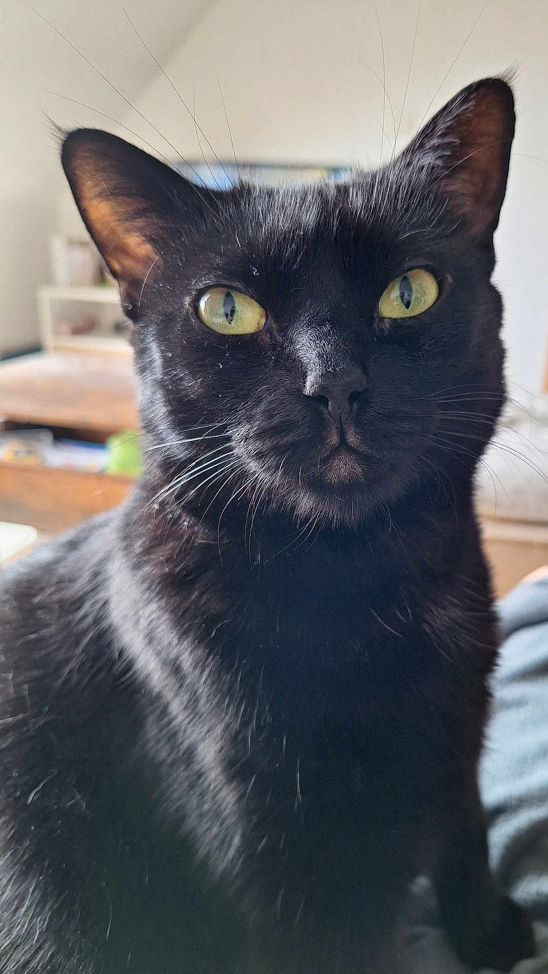 Thea participe au concours pour gagner de l'argent avec cette photo : black_cat, cat, pet, animal, indoor, close_up, whiskers, ears, yellow_eyes, feline, fur, portrait, domestic_cat, looking, mammal, cute, focused, household, whiskers_visible, alert