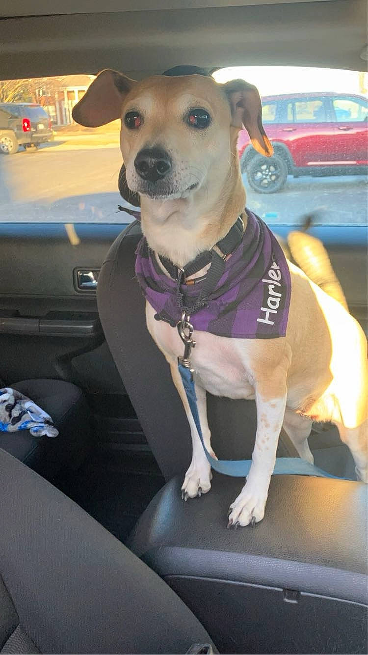 Harlee Rae joined the competition — help win amazing prizes! accessories, animal, belt, canine, car, cushion, dog, face, head, homedecor, hound, machine, person, pet, photography, puppy, strap, transportation, vehicle, wheel