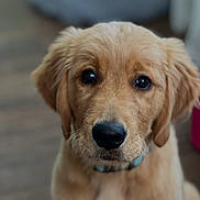 Rowdy joined the competition — help win amazing prizes! animal, canine, close_up, collar, cute, dog, domestic_animal, expression, eyes, face, fur, golden_retriever, indoor, mammal, nose, pet, portrait, puppy, whiskers, young