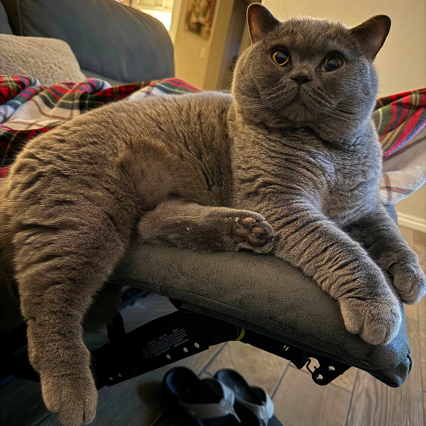 Ozzy joined the competition — help win amazing prizes! animal, armrest, cat, chair, cozy, curious, domestic, feline, flooring, fur, gray_cat, home, indoor, living_room, pet, plaid_blanket, relaxed, sandals, whiskers, wooden_floor