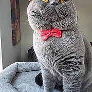 Ozzy is registered to the contest to win money with this photo: cat, gray_cat, bow_tie, pet_bed, indoor, feline, amber_eyes, close_up, portrait, soft_fur, winter_theme, decor, cozy, sitting, domestic_animal, whiskers, cute, animal, furry, looking_up