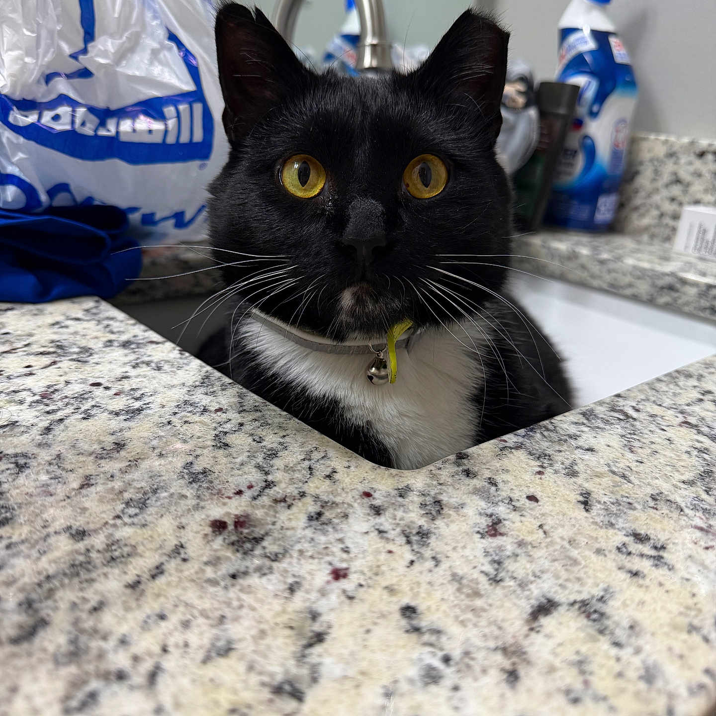 Mr. Dandy joined the competition — help win amazing prizes! bathroom, black_and_white, cat, cleaning_supplies, close_up, collar, countertop, curious, domestic_animal, domestic_life, feline, granite, household, indoor, pet, plastic_bag, sink, tuxedo_cat, whiskers, yellow_eyes