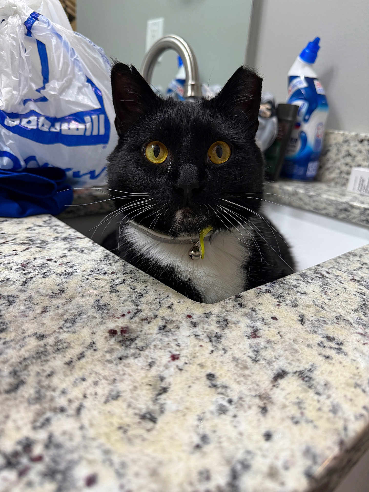 Mr. Dandy joined the competition — help win amazing prizes! cat, tuxedo_cat, sink, bathroom, countertop, granite, yellow_eyes, pet, domestic_animal, whiskers, collar, indoor, cleaning_supplies, plastic_bag, curious, black_and_white, feline, close_up, household, domestic_life