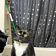 Mr. Dandy joined the competition — help win amazing prizes! cat, tuxedo_cat, yellow_eyes, whiskers, collar, bell, bathroom, shower_curtain, moon_pattern, stars_pattern, black_and_white, pet, indoor, curious, sitting, feline, fur, animal, household, domestic