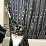 cat, tuxedo_cat, yellow_eyes, whiskers, collar, bell, bathroom, shower_curtain, moon_pattern, stars_pattern, black_and_white, pet, indoor, curious, sitting, feline, fur, animal, household, domestic