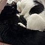 Mr. Dandy joined the competition — help win amazing prizes! cat, black_cat, white_cat, feline, sleeping, couch, blanket, fur, pet, indoor, cozy, closeup, resting, animal, domestic_animal, two_cats, curled_up, companionship, soft_texture, leather