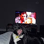 cat, black_and_white, yawning, bed, collar, whiskers, television, man, woman, indoor, room, furniture, blanket, screen, dramatic_scene, pet, animal, domestic, lying_down, night