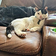 Ollie joined the competition — help win amazing prizes! cat, white_cat, black_and_white_cat, pet, animal, indoor, leather_couch, furniture, relaxed, lying_down, paw, tail, blanket, domestic_cat, face, whiskers, collar, pink_nose, ears, home