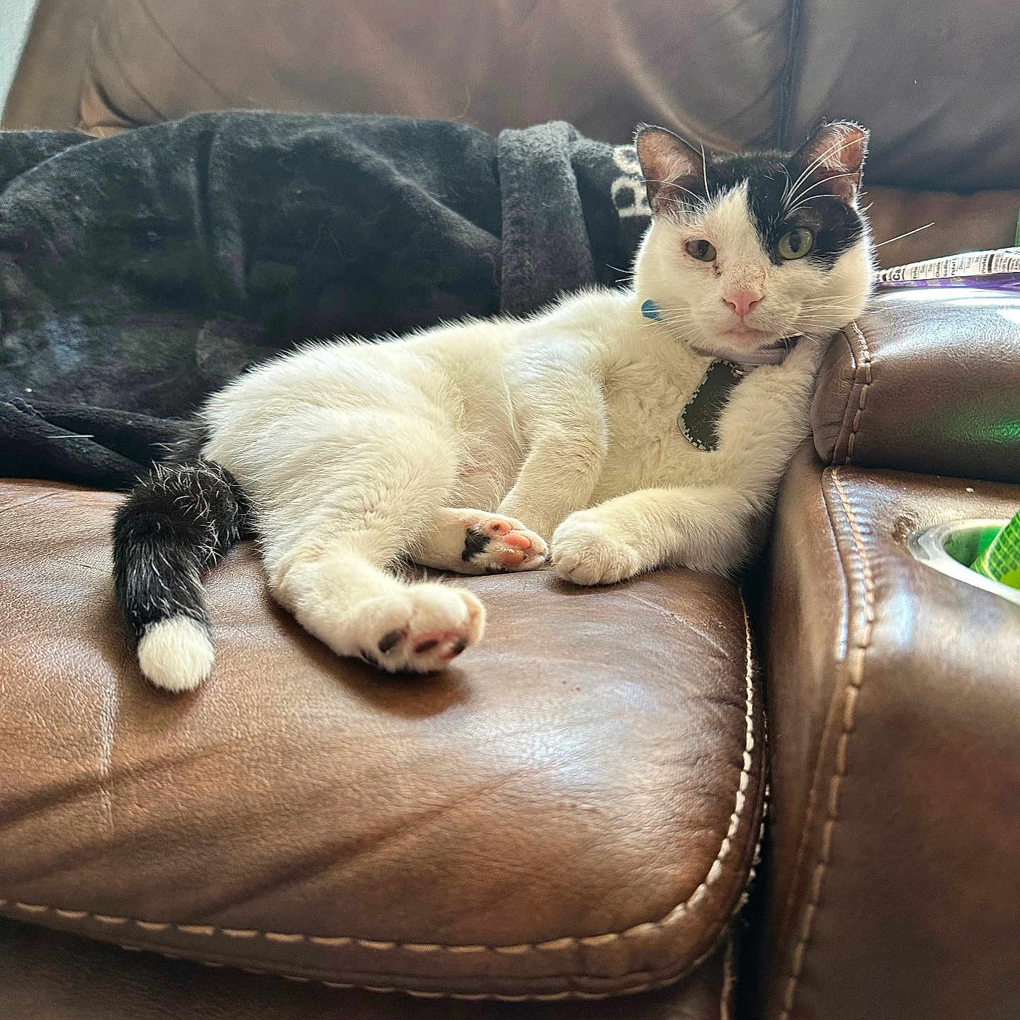 Ollie joined the competition — help win amazing prizes! animal, black_and_white_cat, blanket, cat, collar, domestic_cat, ears, face, furniture, home, indoor, leather_couch, lying_down, paw, pet, pink_nose, relaxed, tail, whiskers, white_cat