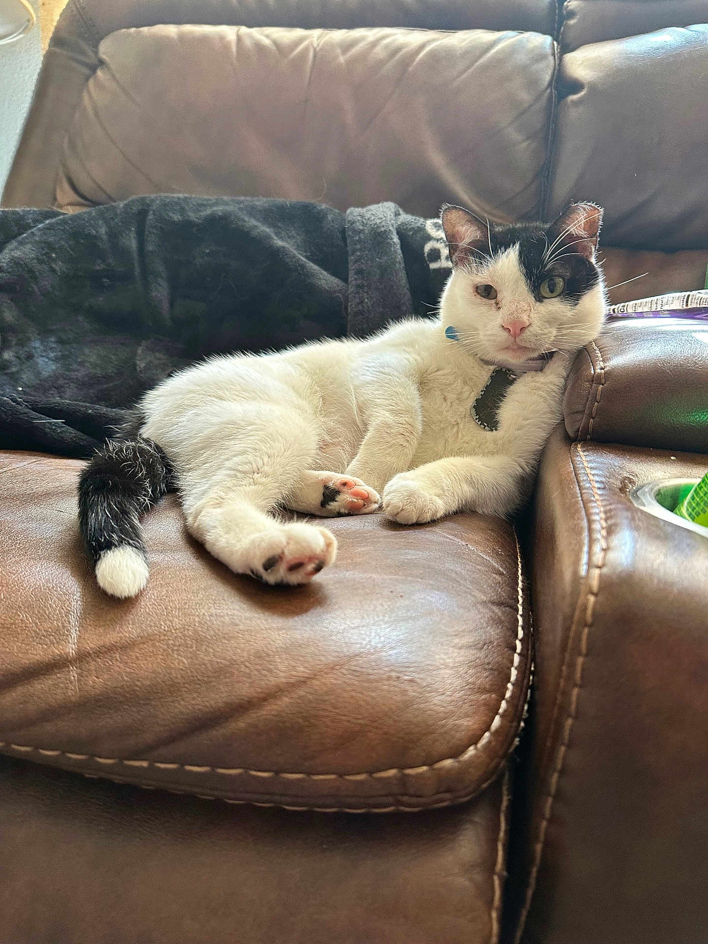 Ollie joined the competition — help win amazing prizes! cat, white_cat, black_and_white_cat, pet, animal, indoor, leather_couch, furniture, relaxed, lying_down, paw, tail, blanket, domestic_cat, face, whiskers, collar, pink_nose, ears, home
