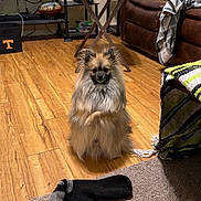 Deisel joined the competition — help win amazing prizes! dog, pomeranian, living_room, wooden_floor, carpet, sock, chair, table, blanket, shelf, electronics, lamp, couch, pet, fur, indoor, furniture, cozy, brown, curious