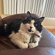 Bart is registered to the contest to win money with this photo: cat, black_and_white, fluffy, indoor, couch, leather, pet, animal, relaxed, feline, collar, tag, curious, close_up, whiskers, ears, paws, floor, window_blinds, domestic