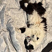 Bart is registered to the contest to win money with this photo: animal, bed, black_and_white, blanket, cat, collar, comforter, cozy, cute, domestic, fluffy, fur, indoor, lying_down, paws, pet, relaxed, resting, soft, whiskers