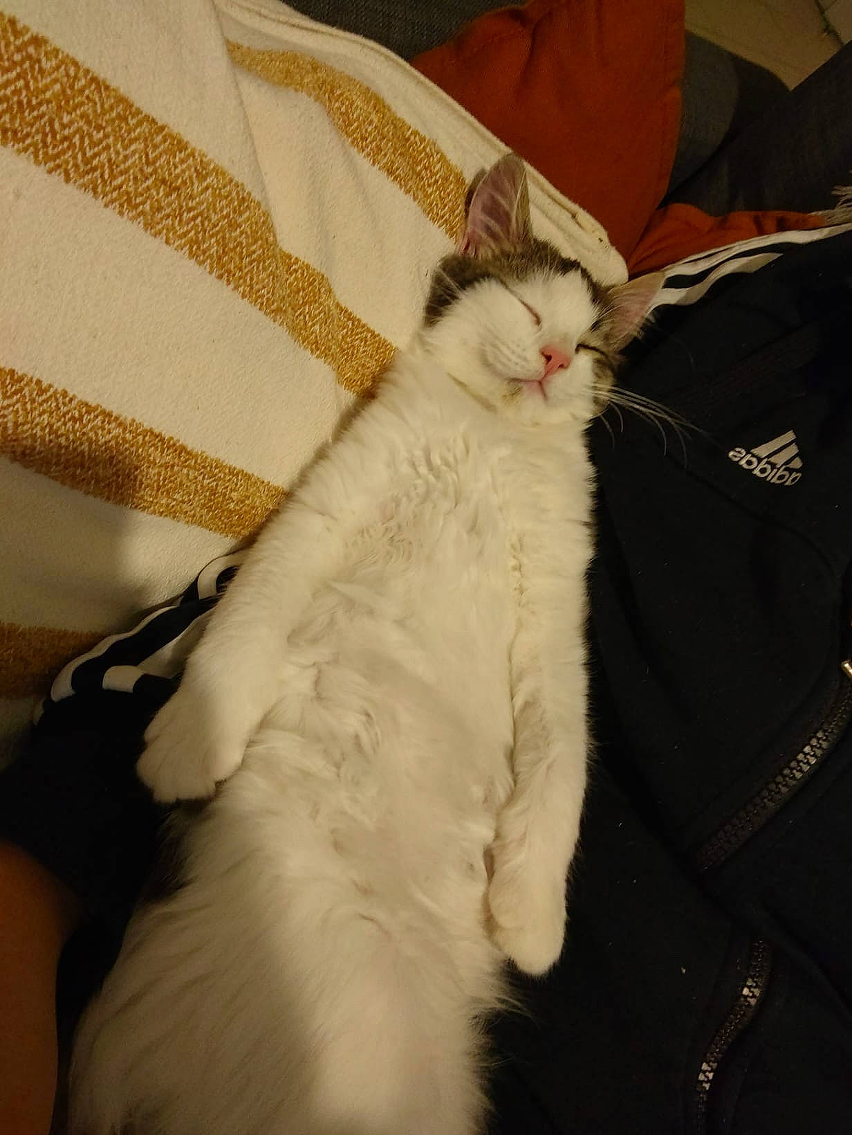 Harlem a rejoint le concours — aidez-le/la à gagner de superbes lots ! carnivore, cat, comfort, couch, domestic_short_haired_cat, fawn, felidae, formal_wear, fur, linens, paw, small_to_medium_sized_cats, tail, whiskers, wood