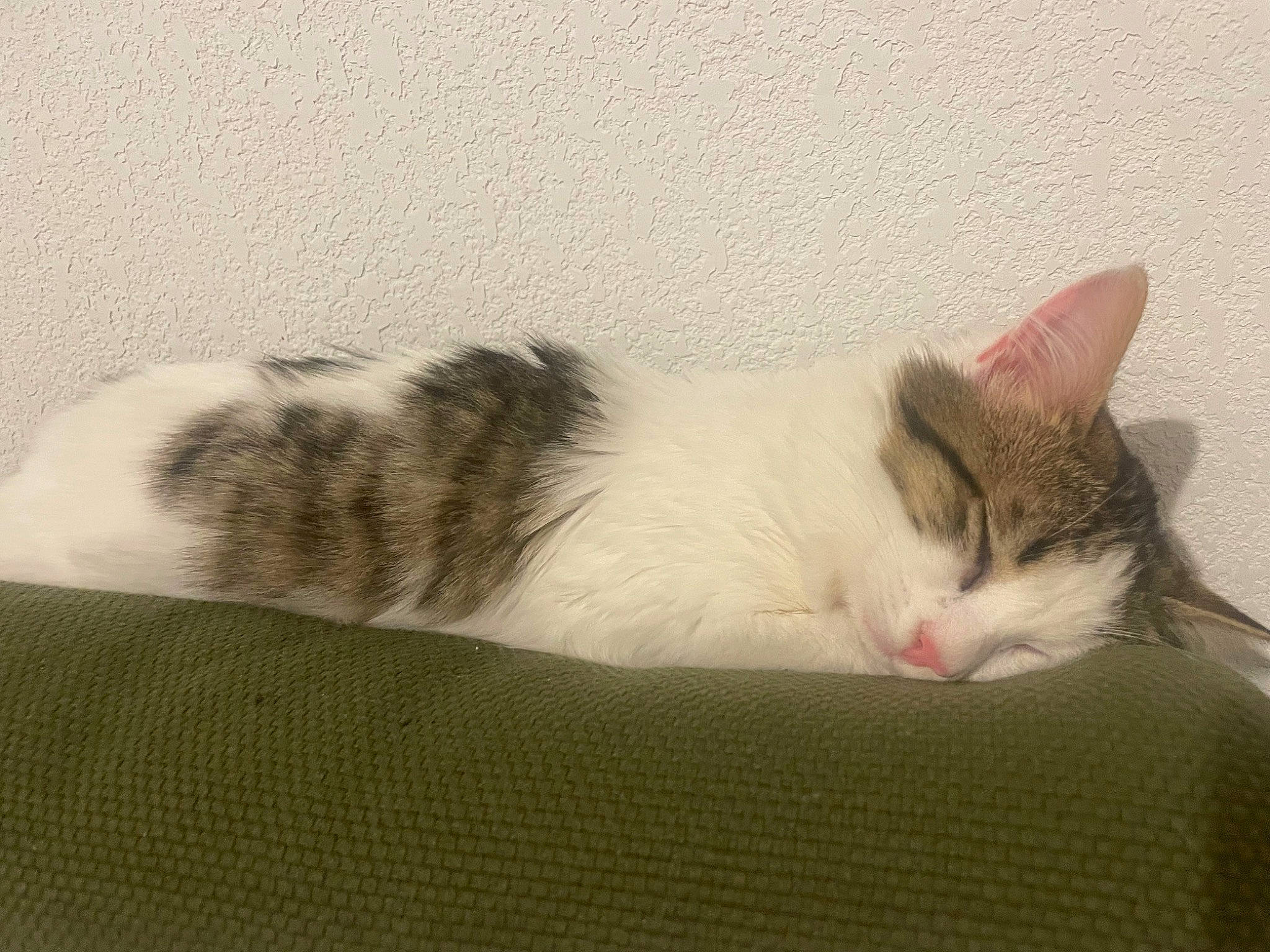 Harlem a rejoint le concours — aidez-le/la à gagner de superbes lots ! carnivore, cat, claw, comfort, domestic_short_haired_cat, felidae, fur, linens, nap, paw, sleep, small_to_medium_sized_cats, snout, tail, whiskers, window