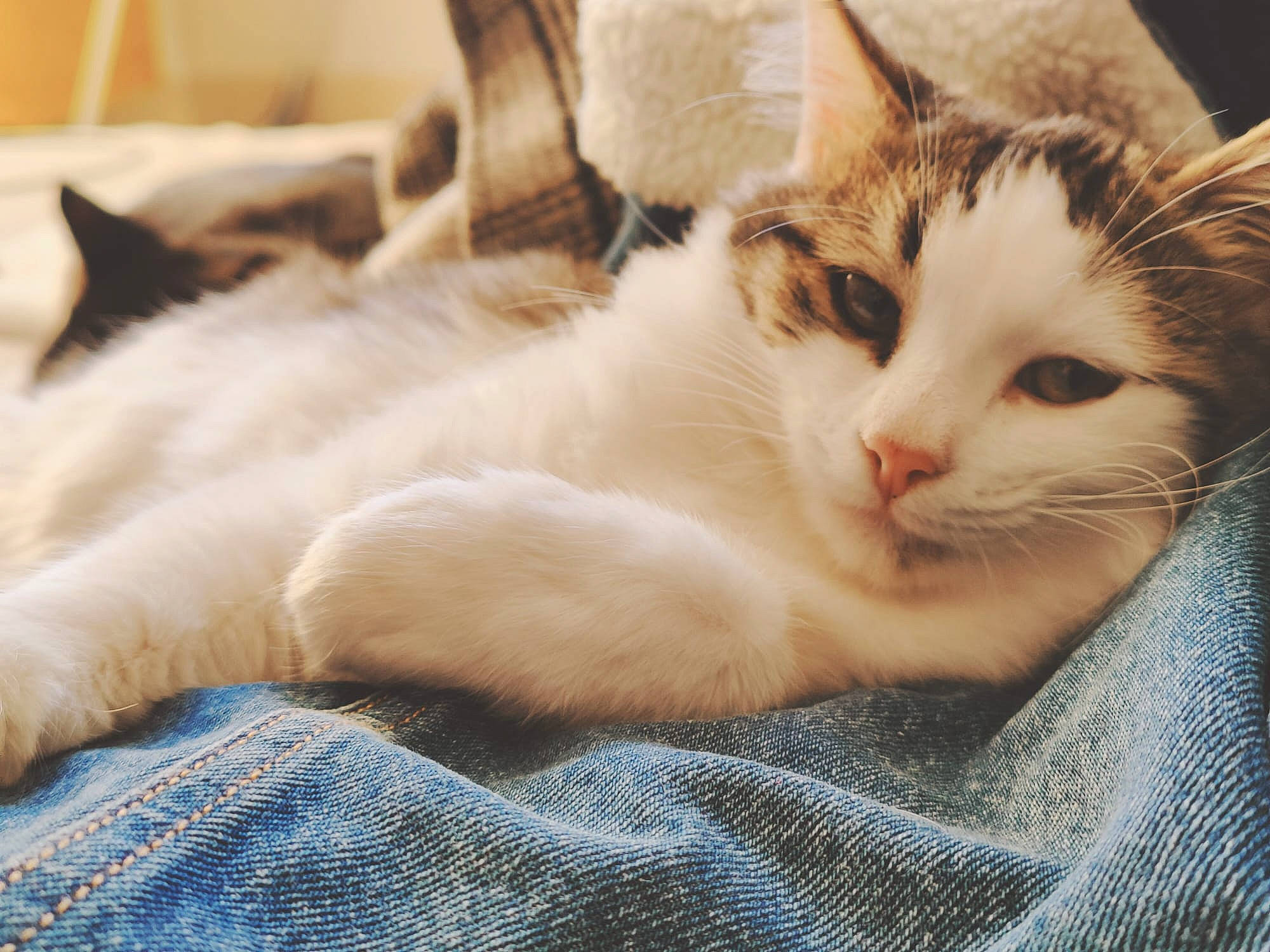 Harlem participe au concours pour gagner de l'argent avec cette photo : carnivore, cat, claw, comfort, denim, domestic_short_haired_cat, fawn, felidae, fur, nap, paw, sleep, small_to_medium_sized_cats, snout, tail, whiskers