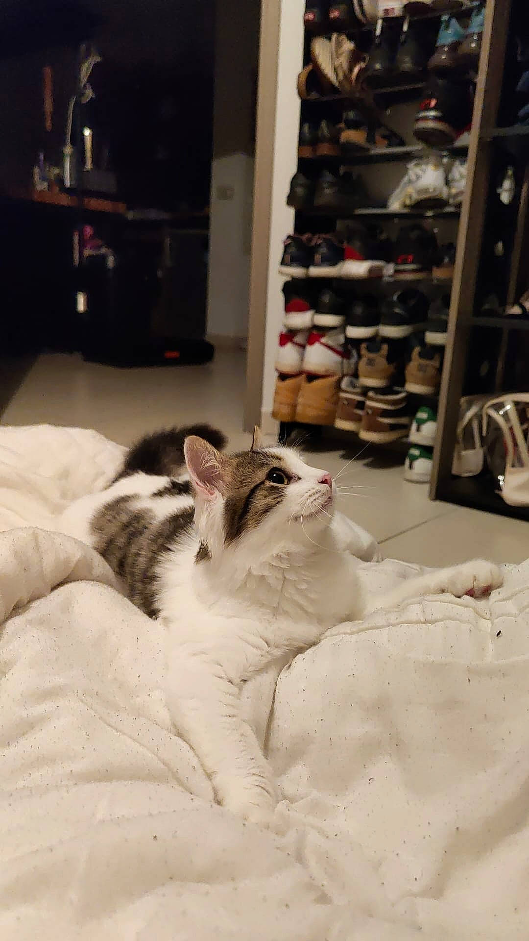 Harlem a rejoint le concours — aidez-le/la à gagner de superbes lots ! bedding, cabinetry, carmine, carnivore, cat, closet, comfort, domestic_short_haired_cat, felidae, flooring, fur, linens, paw, room, shelf, shelving, small_to_medium_sized_cats, terrestrial_animal, whiskers, wood