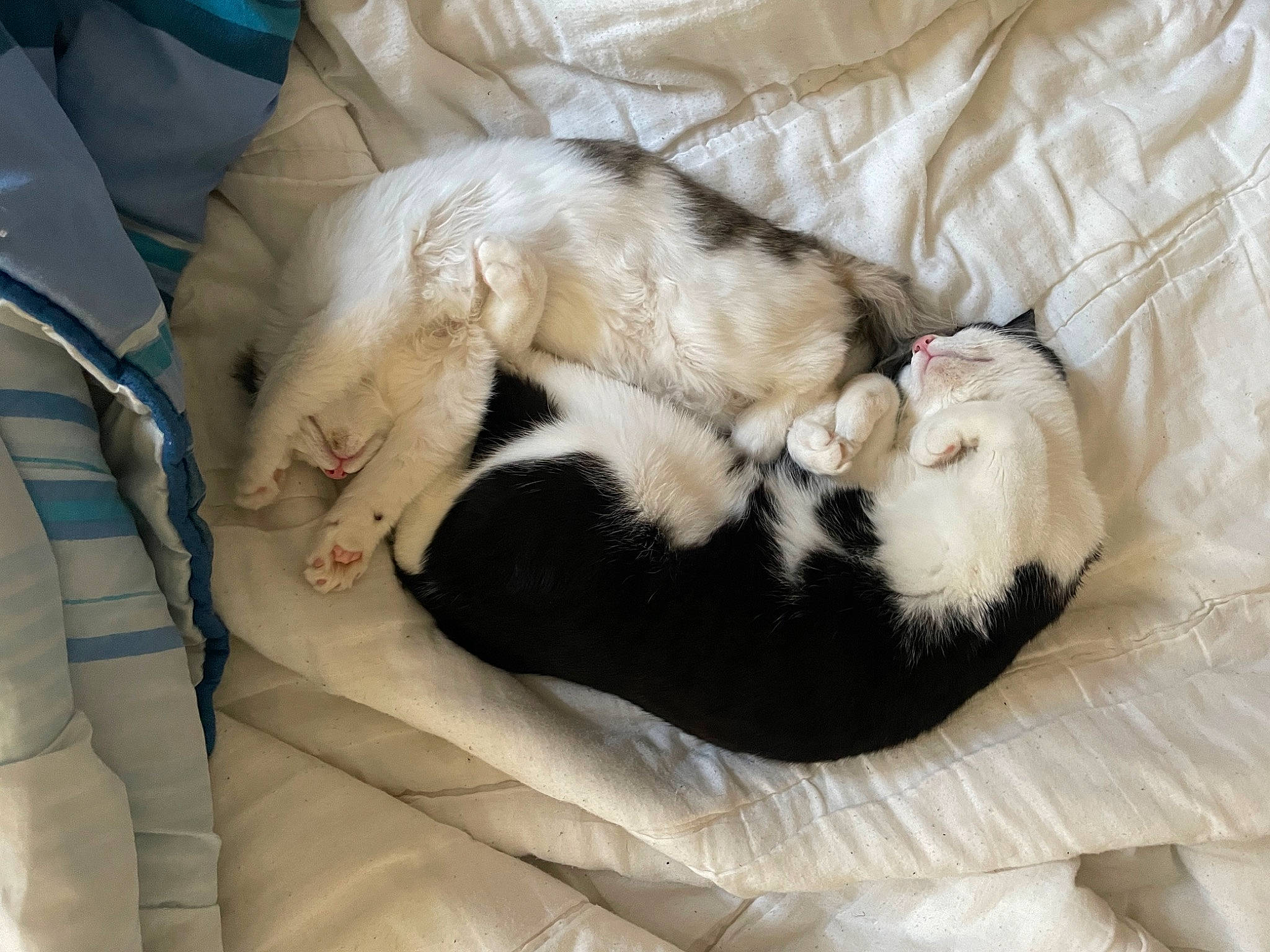 Tokyo a rejoint le concours — aidez-le/la à gagner de superbes lots ! canidae, carnivore, cat, claw, comfort, companion_dog, dog_breed, duvet, fawn, felidae, fur, linens, nap, paw, puppy, small_to_medium_sized_cats, snout, sporting_group, tail, whiskers