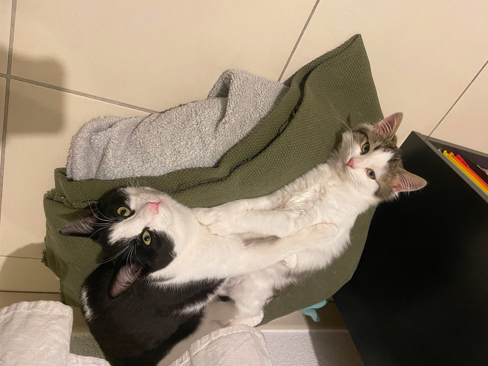 Tokyo a rejoint le concours — aidez-le/la à gagner de superbes lots ! carnivore, cat, claw, collar, comfort, domestic_short_haired_cat, fang, fawn, felidae, fur, linens, paw, room, small_to_medium_sized_cats, snout, tail, whiskers