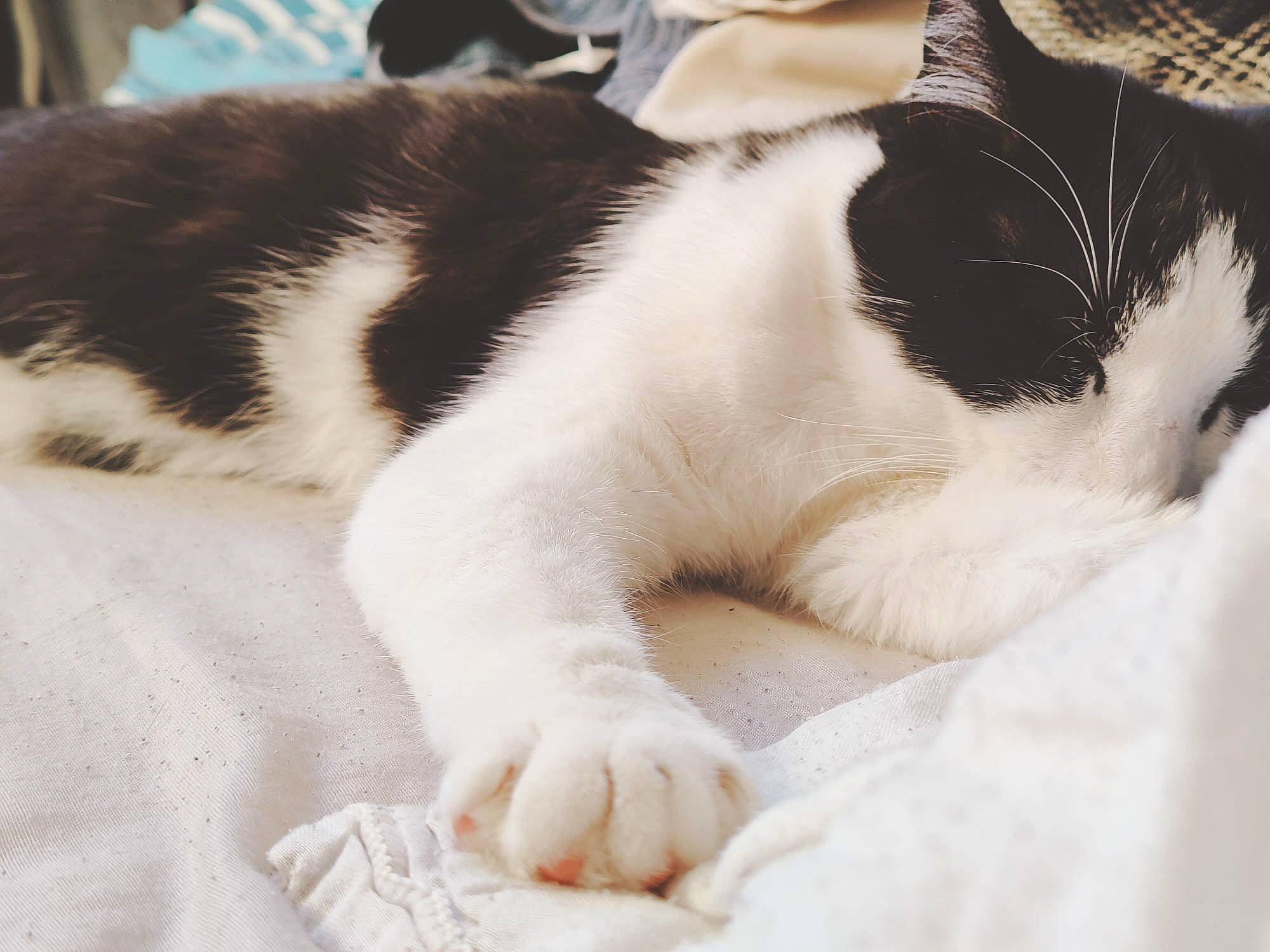 Tokyo a rejoint le concours — aidez-le/la à gagner de superbes lots ! carnivore, cat, claw, comfort, domestic_short_haired_cat, felidae, fur, human_leg, linens, nap, paw, sleep, small_to_medium_sized_cats, snout, tail, whiskers