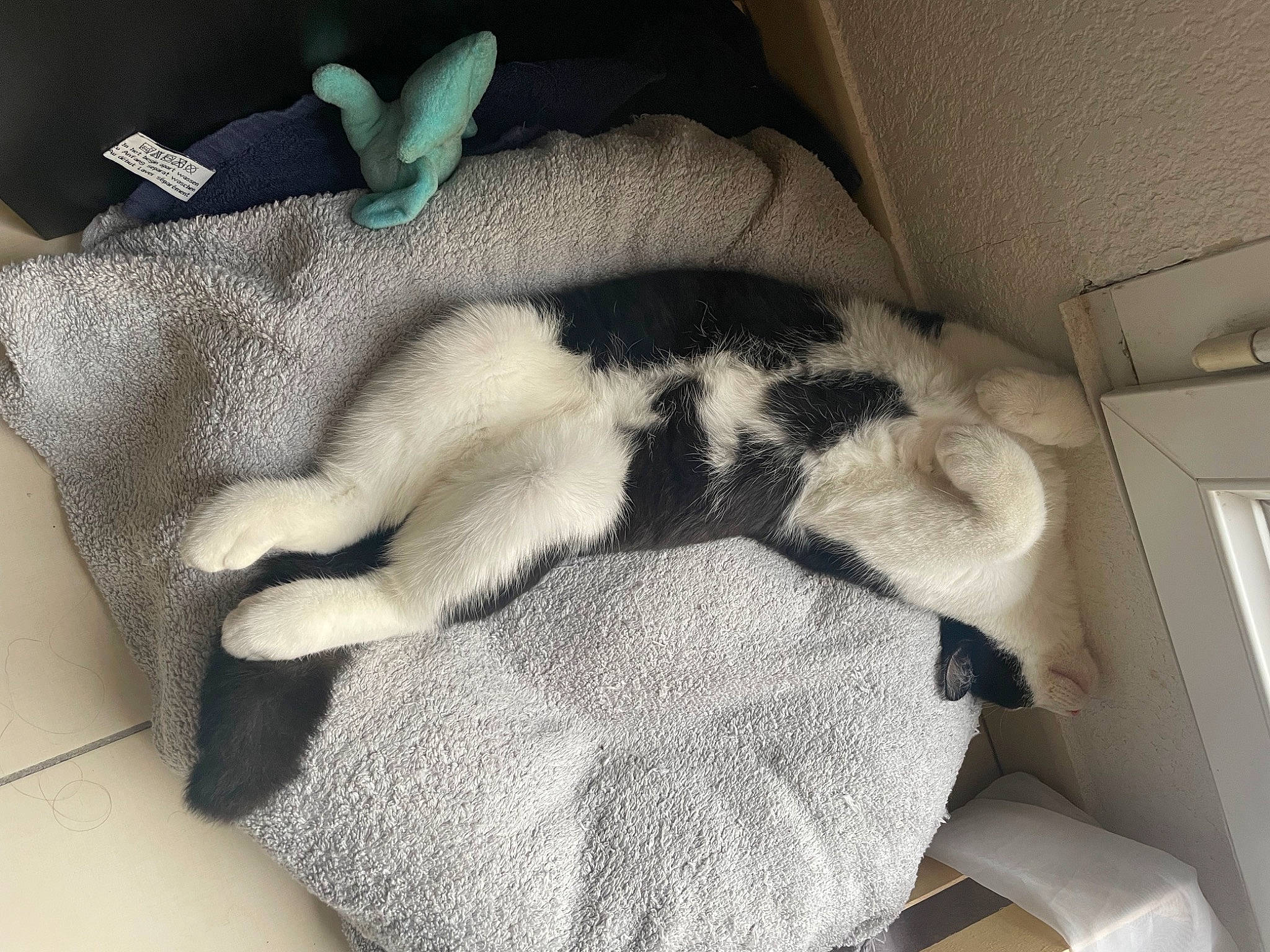 Tokyo participe au concours pour gagner de l'argent avec cette photo : blanket, canidae, carnivore, cat, claw, comfort, companion_dog, dog_breed, domestic_short_haired_cat, fawn, felidae, fur, grey, linens, nap, paw, small_to_medium_sized_cats, sporting_group, tail, whiskers