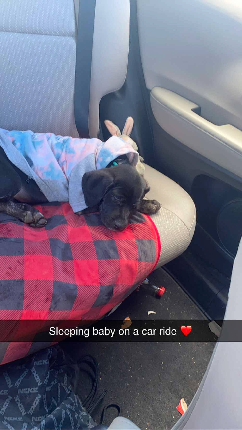 Amaya joined the competition — help win amazing prizes! automotive_design, automotive_exterior, automotive_tire, bag, car_seat_cover, comfort, font, grey, linens, mammal, motor_vehicle, pattern, personal_luxury_car, plaid, room, sportswear, tartan, toy, vehicle, vehicle_door