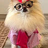dog, pomeranian, glasses, bow, pink_bow, shirt, striped_shirt, shoes, pink_shoes, pet_clothing, floor, indoor, cute, furry, small_dog, accessories, portrait, standing, adorable, fashion