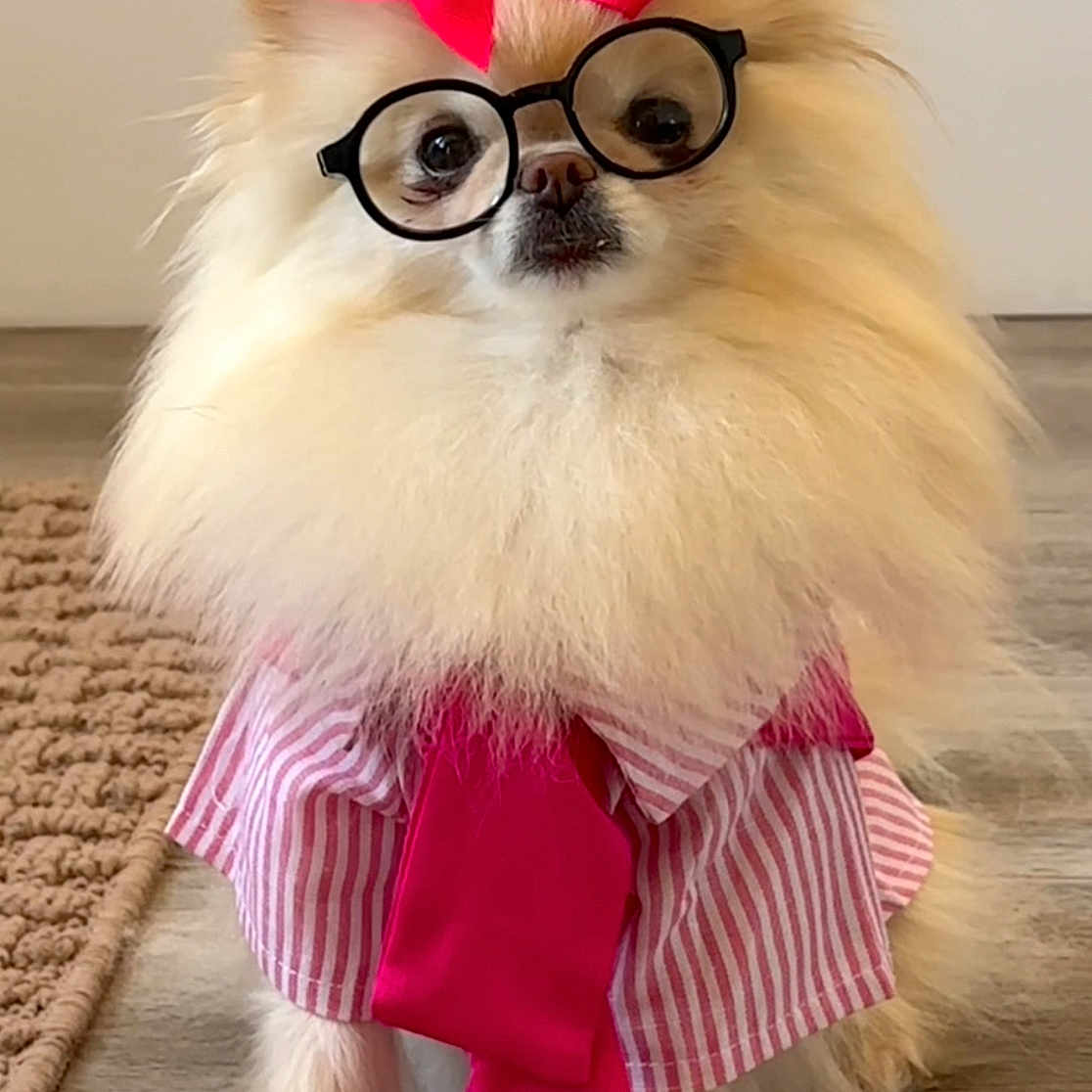 Ellie joined the competition — help win amazing prizes! dog, pomeranian, glasses, bow, pink_bow, shirt, striped_shirt, shoes, pink_shoes, pet_clothing, floor, indoor, cute, furry, small_dog, accessories, portrait, standing, adorable, fashion