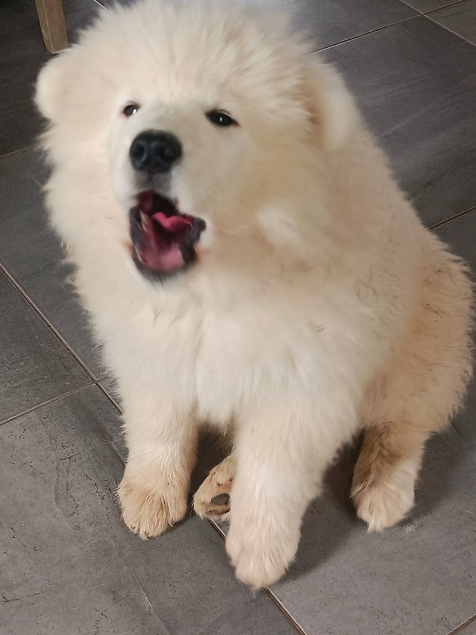 Volt a rejoint le concours — aidez-le/la à gagner de superbes lots ! american_eskimo_dog, ancient_dog_breeds, biting, canidae, carnivore, companion_dog, dog, dog_breed, dog_supply, fur, german_spitz_klein, japanese_spitz, non_sporting_group, samoyed, snout, spitz, sporting_group, volpino_italiano, working_animal, working_dog